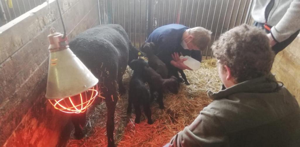 vierlinge3 vierlinge3