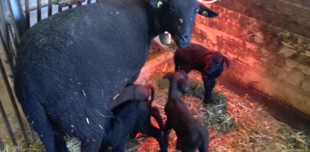 vierlinge1 vierlinge1