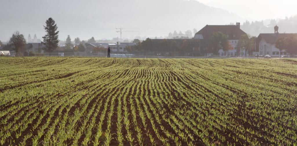 Braugerste 4 Braugerste 4