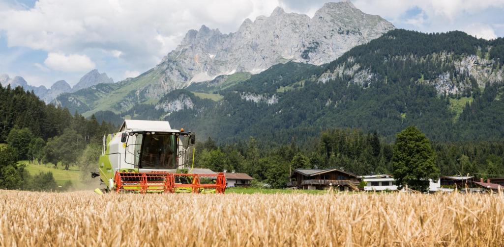 Braugerste 1 Braugerste 1